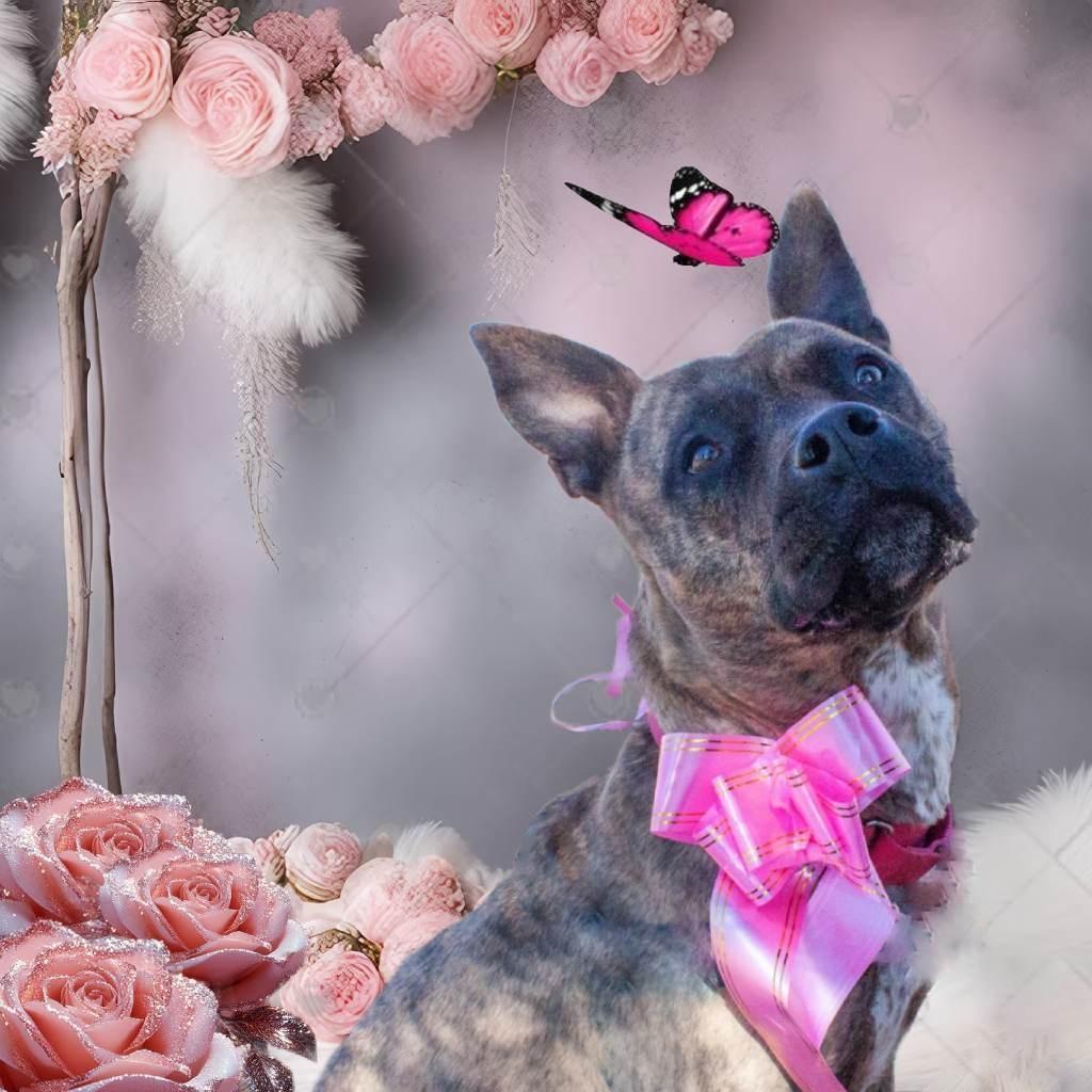 ZORA, a Adoptable mixed breed in Pagosa Springs, CO image 4/5