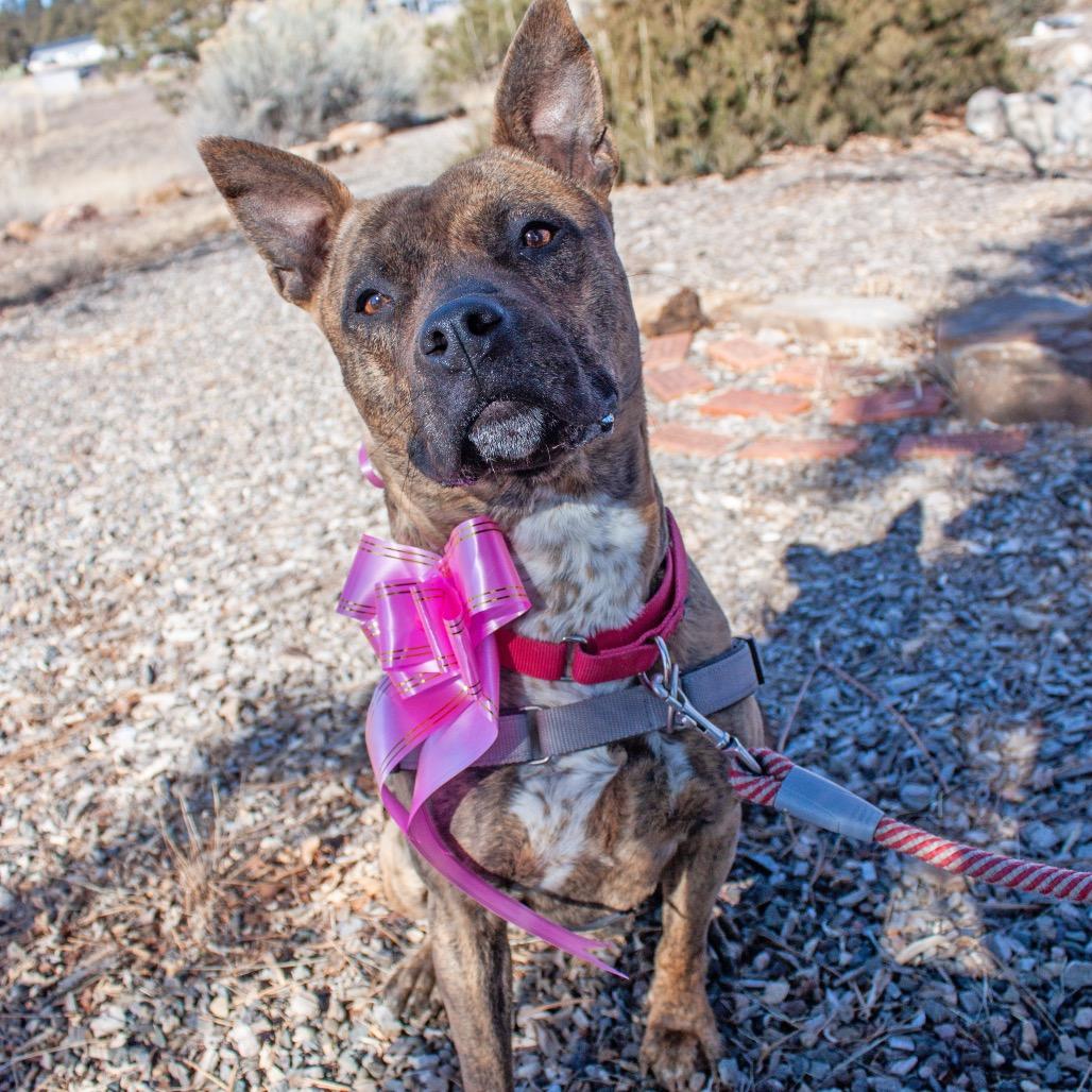 ZORA, a Adoptable mixed breed in Pagosa Springs, CO image 5/5