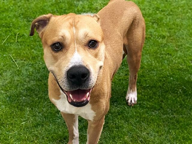 VINNY, Adoptable, Adult Male American Bulldog.