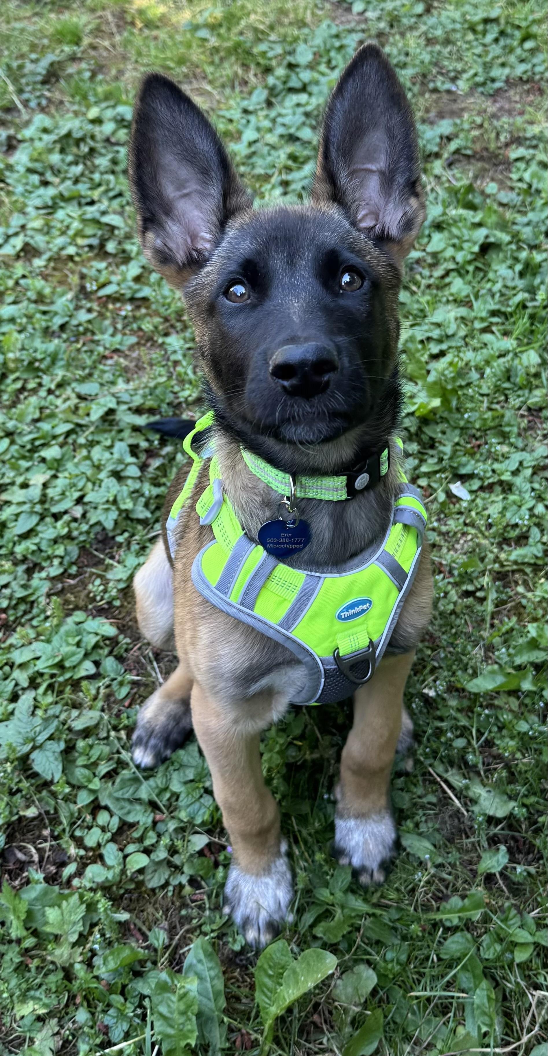 0zzy, an adopted mixed breed in Tigard, OR image 1/4