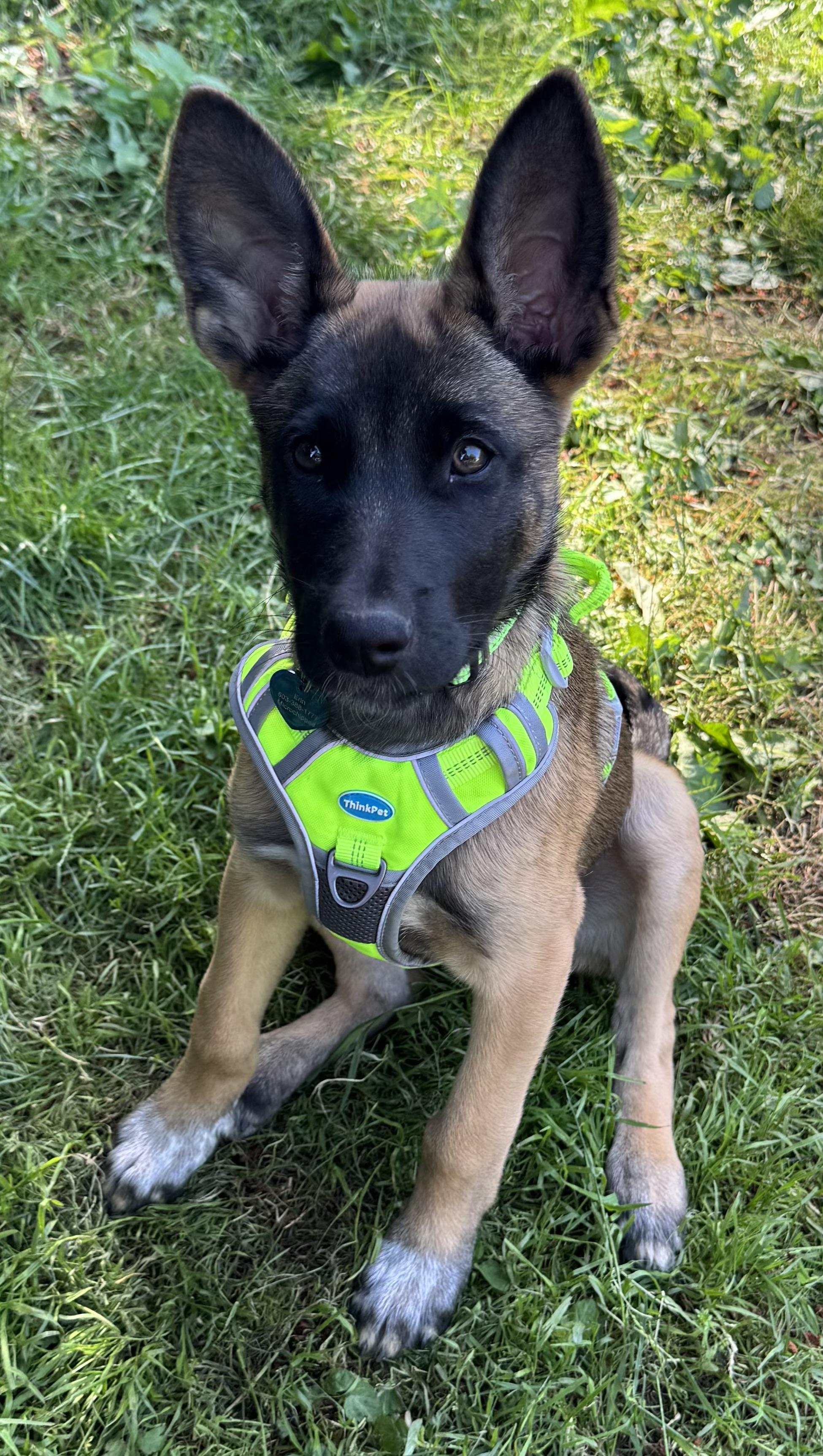 0zzy, an adopted mixed breed in Tigard, OR image 3/4