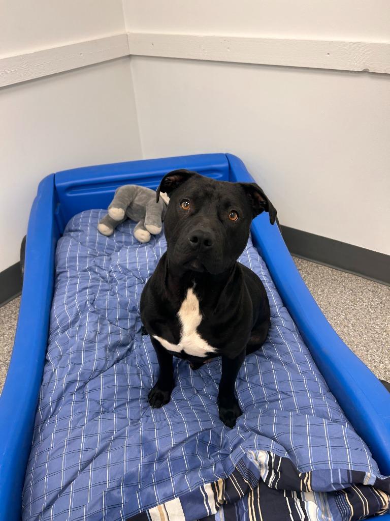 Laverne, Adoptable, Adult Female Pit Bull Terrier.