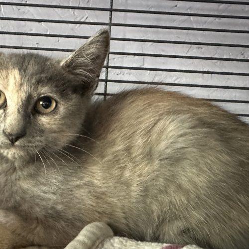 Baby Bon Bon, Adoptable, Kitten Female Domestic Short Hair.