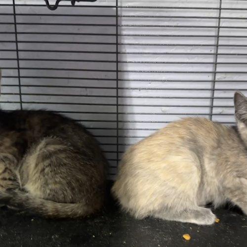 Enlarge Baby Bon Bon, a Adoptable Domestic Short Hair in Tipp City, OH image 1/5