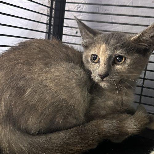 Enlarge Baby Bon Bon, a Adoptable Domestic Short Hair in Tipp City, OH image 3/5
