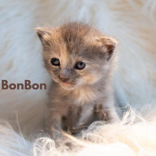 Enlarge Baby Bon Bon, a Adoptable Domestic Short Hair in Tipp City, OH image 4/5