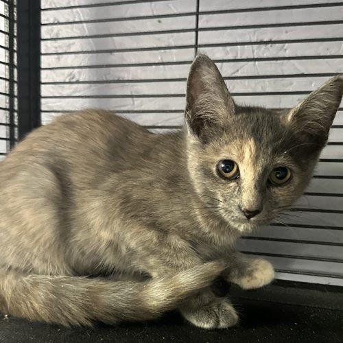 Enlarge Baby Bon Bon, a Adoptable Domestic Short Hair in Tipp City, OH image 5/5