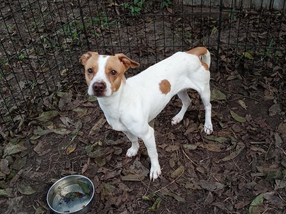 Enlarge Darla, a Adoptable mixed breed in Ridgeland, SC image 1/2