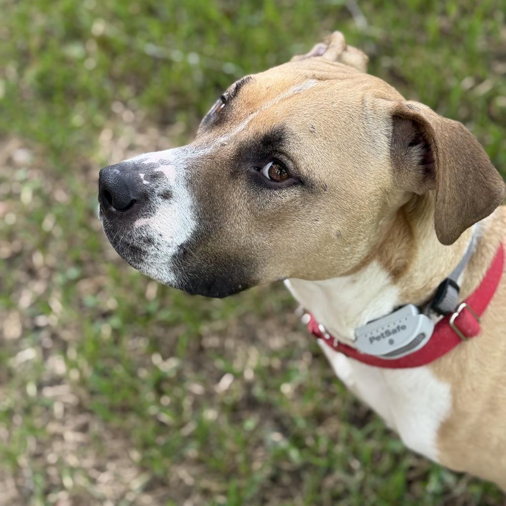 Enlarge Charlie, a Adoptable Pit Bull Terrier in Dallas, TX image 1/6