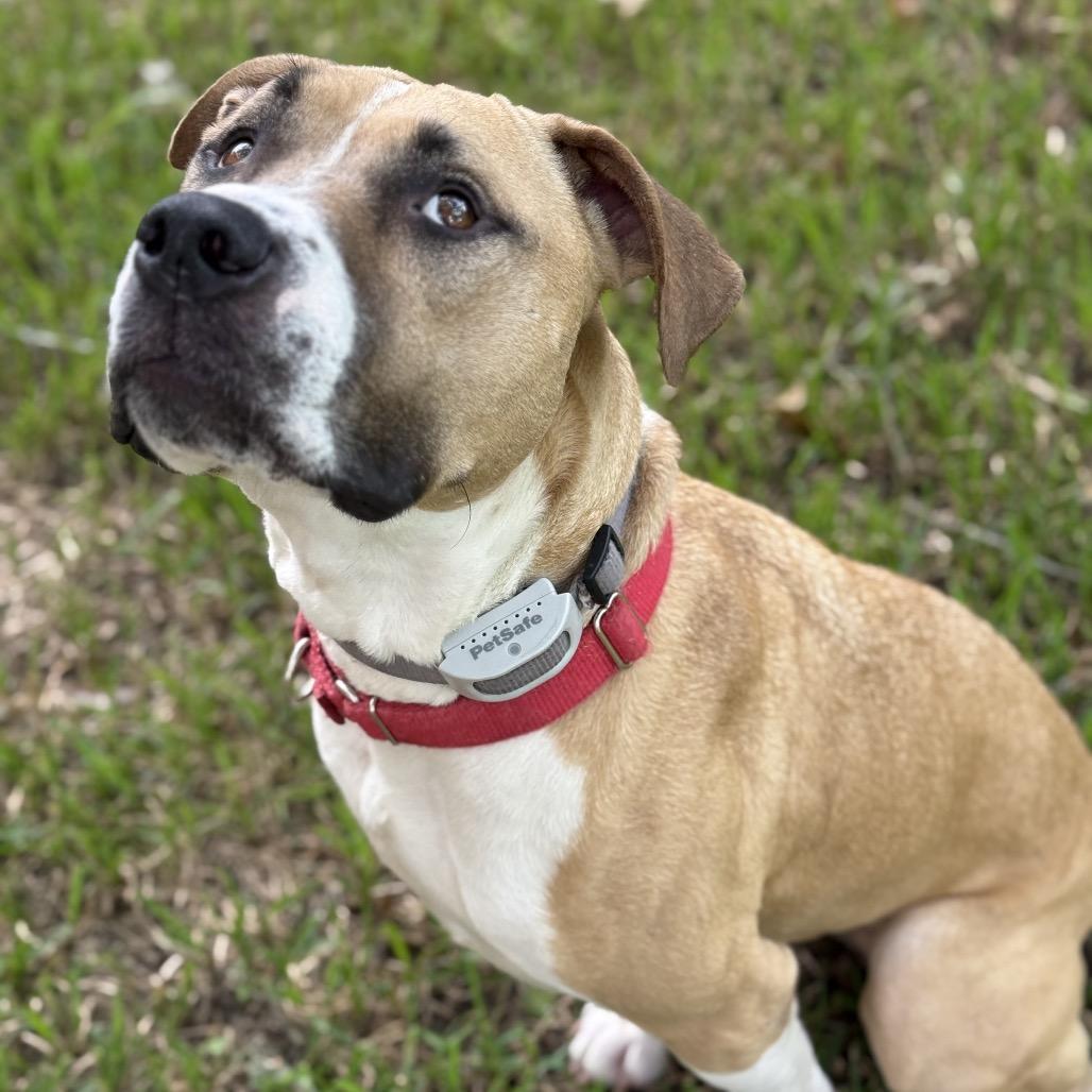 Enlarge Charlie, a Adoptable Pit Bull Terrier in Dallas, TX image 2/6
