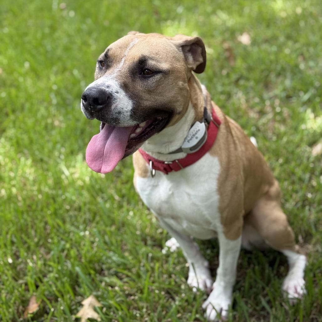 Enlarge Charlie, a Adoptable Pit Bull Terrier in Dallas, TX image 3/6