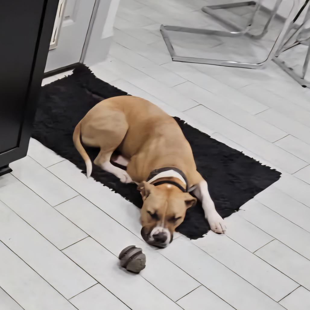 Enlarge Charlie, a Adoptable Pit Bull Terrier in Dallas, TX image 4/6