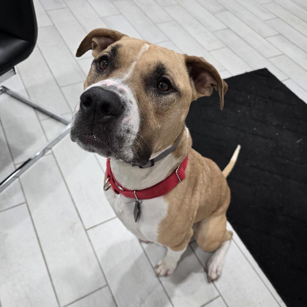 Enlarge Charlie, a Adoptable Pit Bull Terrier in Dallas, TX image 6/6