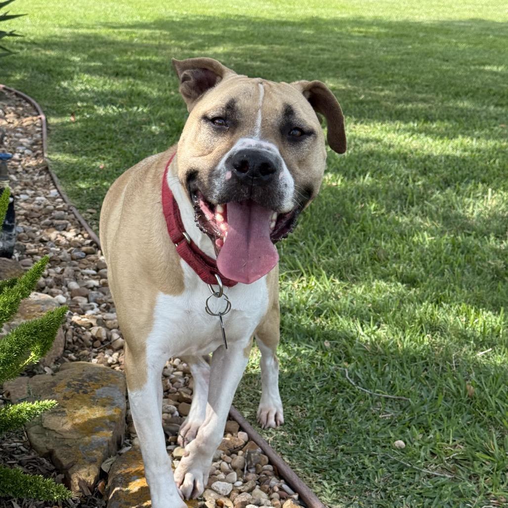 Enlarge Charlie, a Adoptable Pit Bull Terrier in Dallas, TX image 6/6