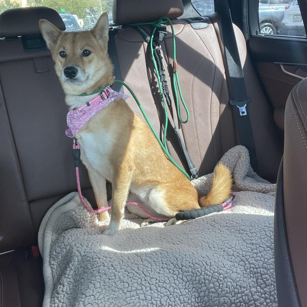Penny, Adoptable, Adult Female Shiba Inu.