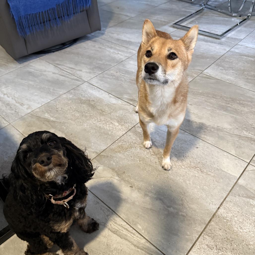 Penny, a Adoptable Shiba Inu in Sarasota, FL image 2/6