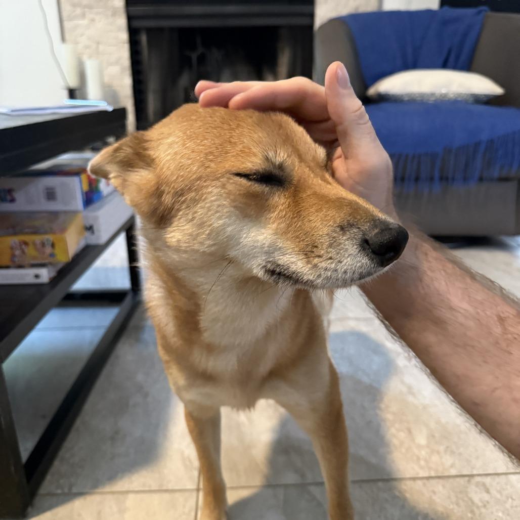 Penny, a Adoptable Shiba Inu in Sarasota, FL image 3/6