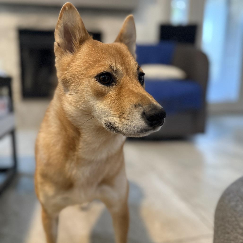 Penny, a Adoptable Shiba Inu in Sarasota, FL image 4/6