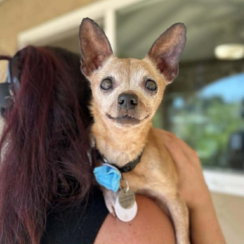 Nina Sardina, a Adoptable Chihuahua in Silver Spring, MD image 1/3