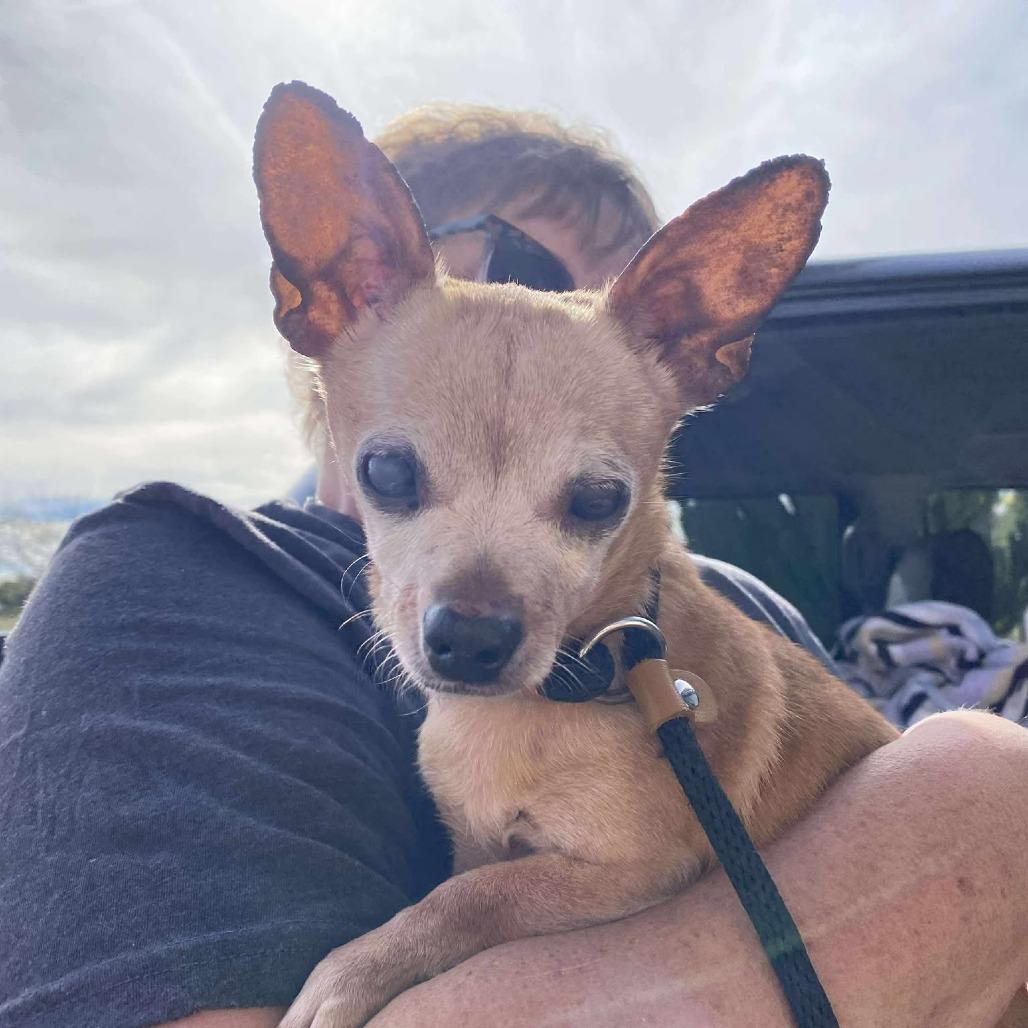 Nina Sardina, a Adoptable Chihuahua in Silver Spring, MD image 2/3