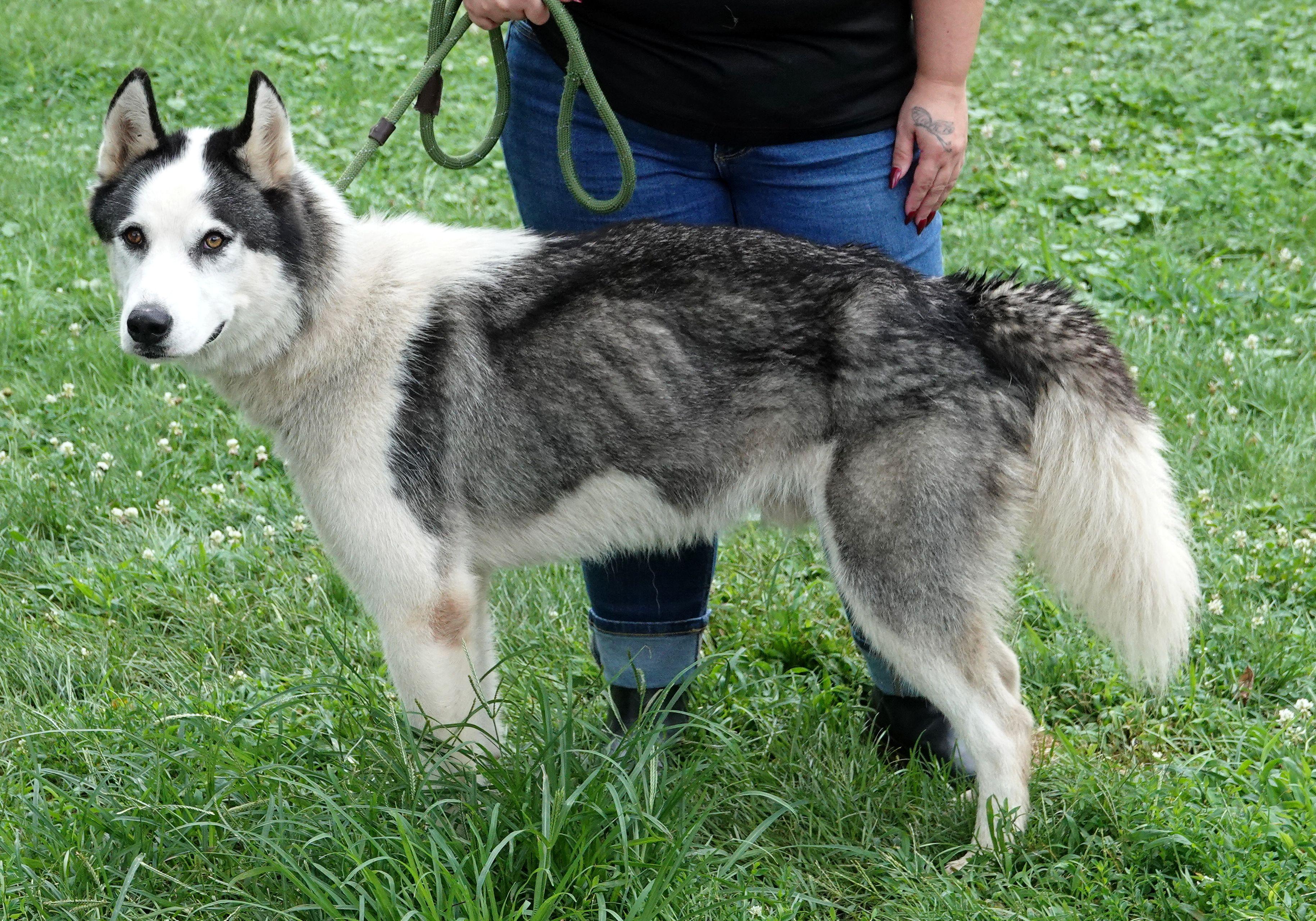 Leo, a ADOPTABLE Husky in Millfield, OH image 3/3