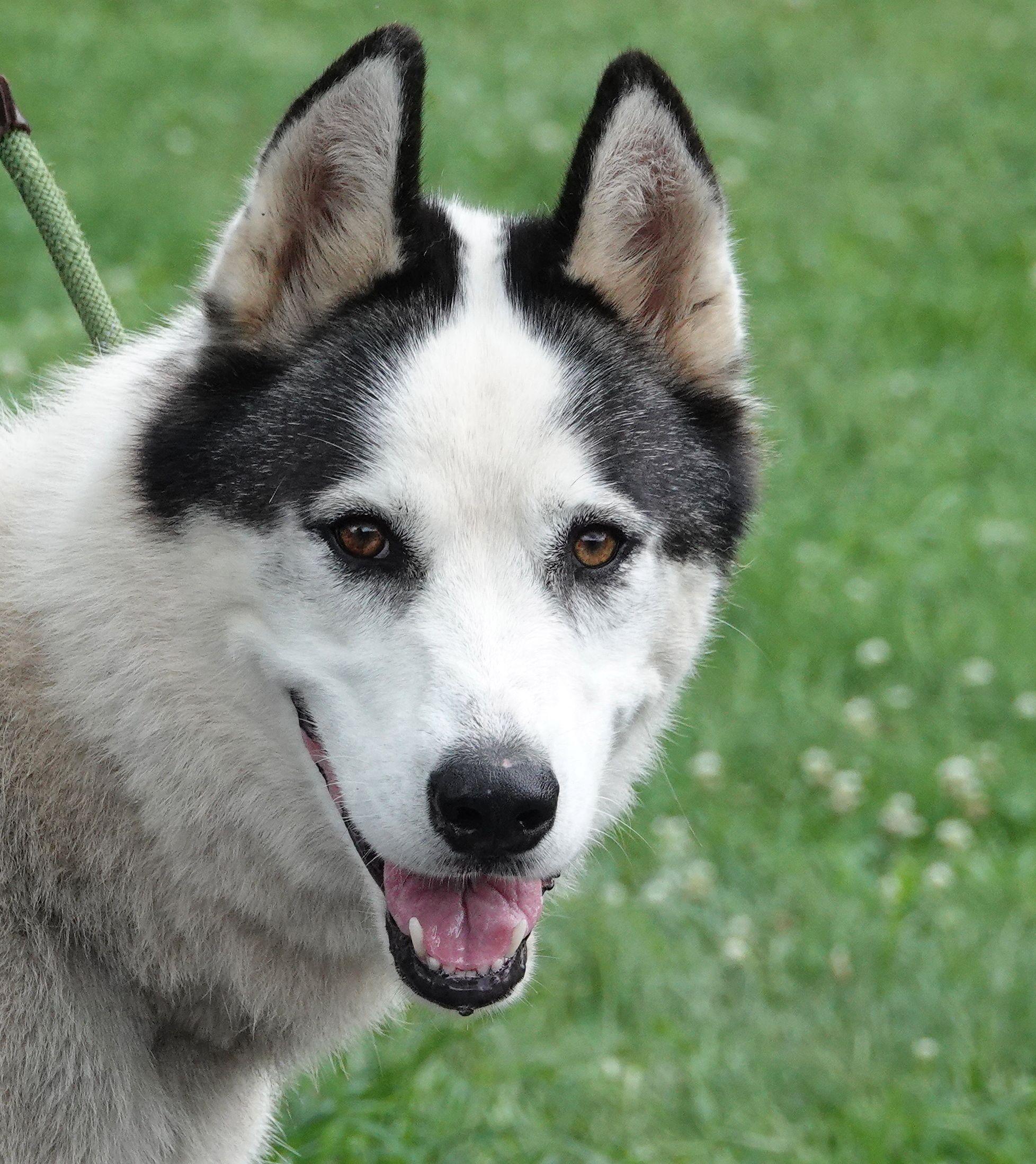 Leo, ADOPTABLE, Adult Male Husky.