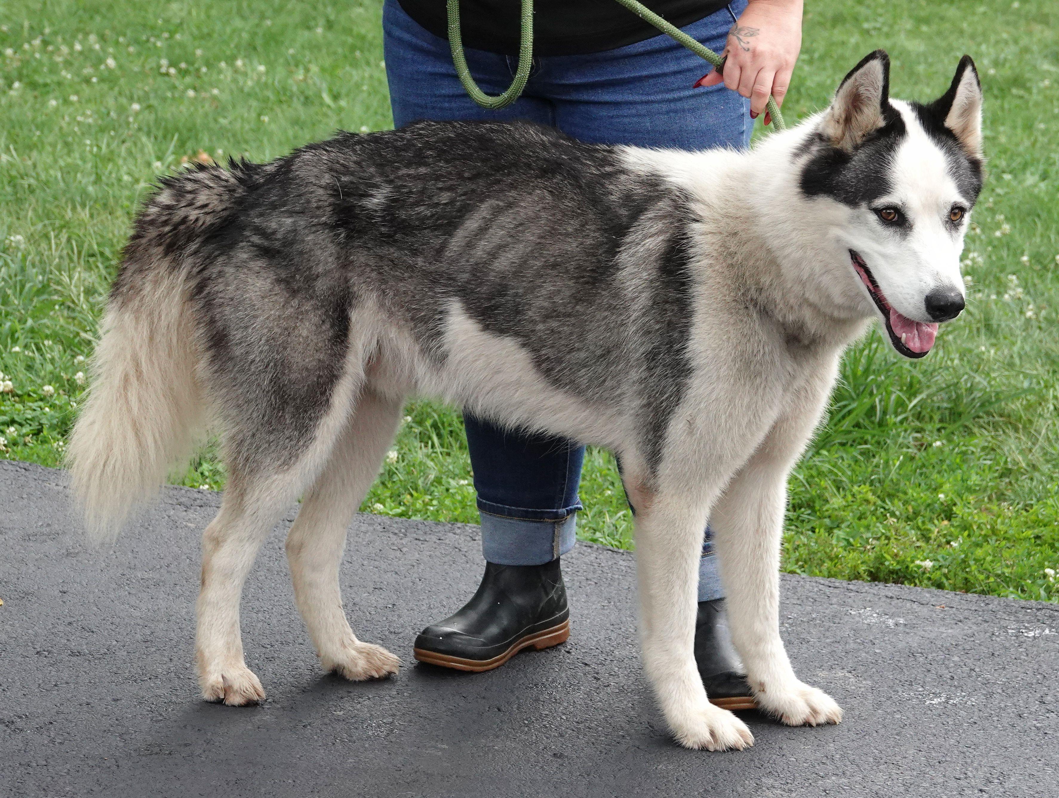 Leo, a ADOPTABLE Husky in Millfield, OH image 2/3
