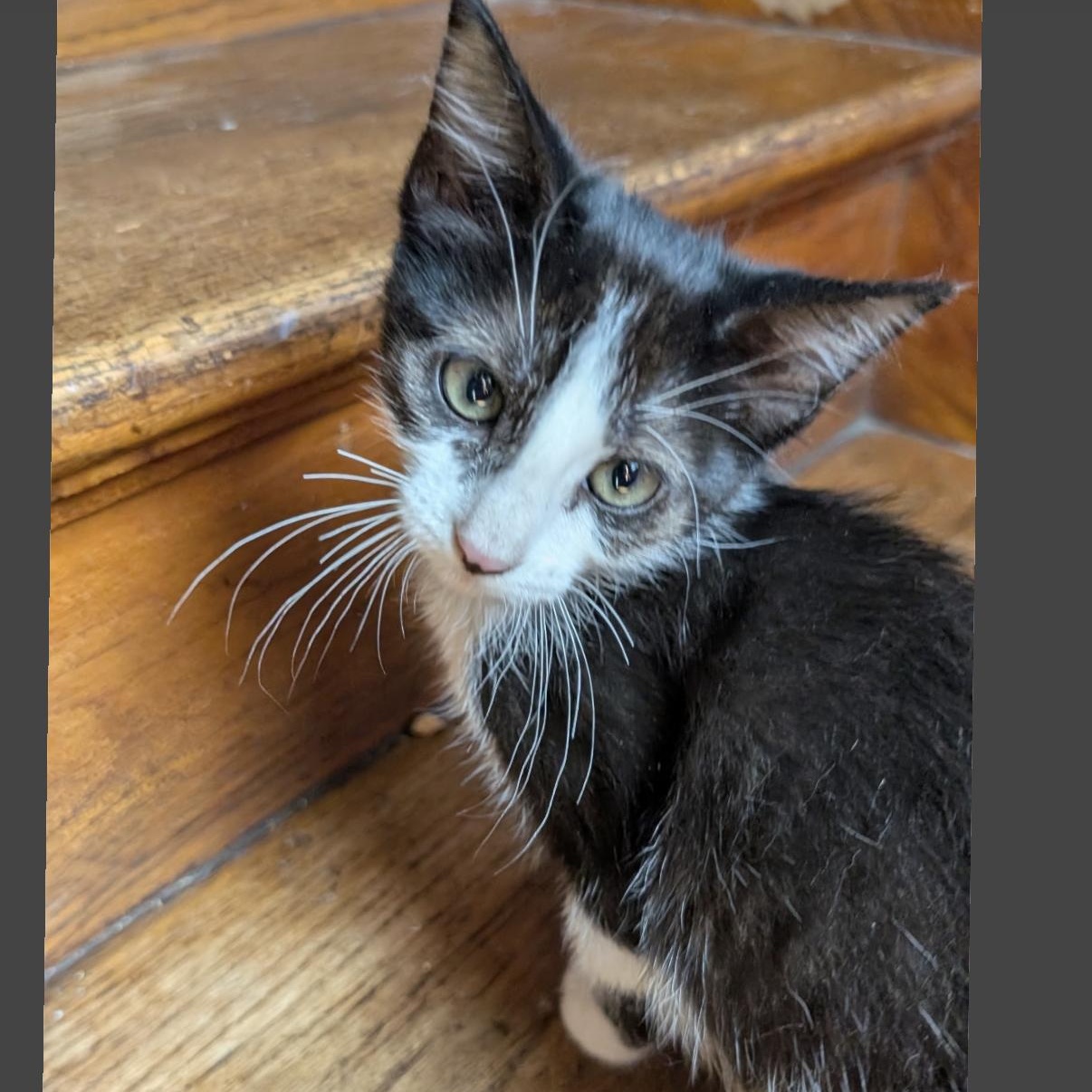 Scout, a ADOPTABLE mixed breed in Omaha, NE image 5/6