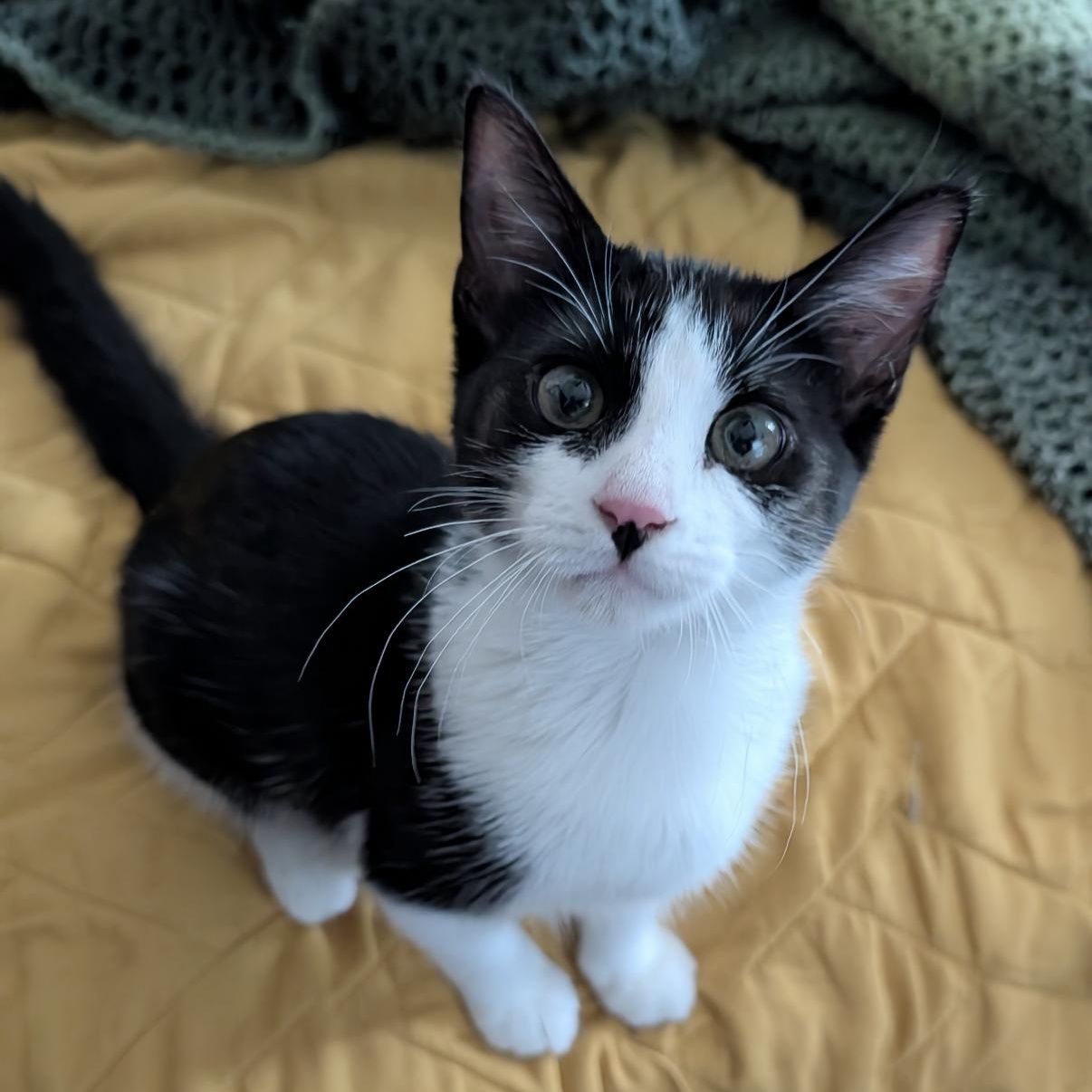 Scout, ADOPTABLE, Kitten Female Domestic Short Hair & Tuxedo.