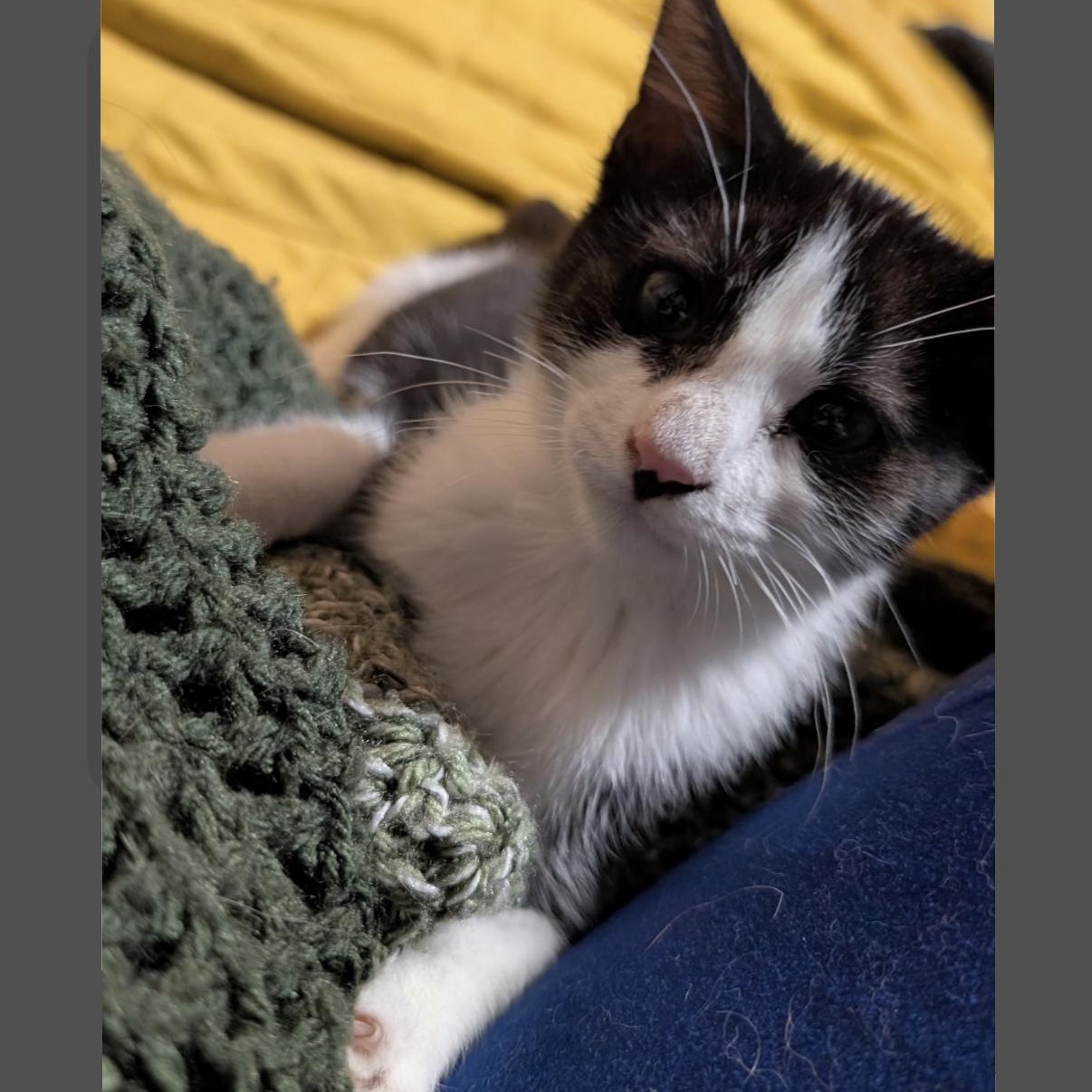 Scout, a ADOPTABLE mixed breed in Omaha, NE image 4/6
