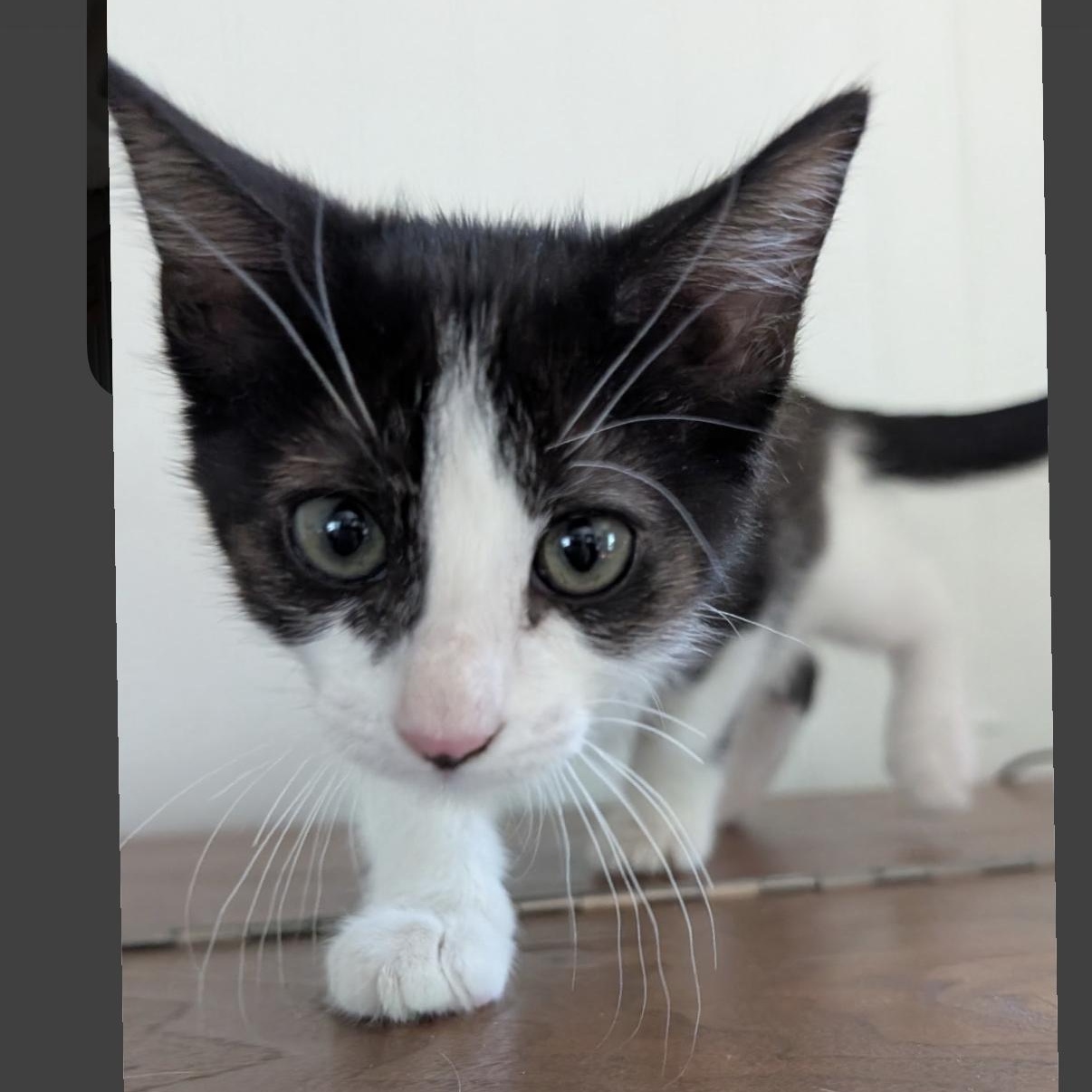 Scout, ADOPTABLE, Kitten Female Domestic Medium Hair & Tuxedo.