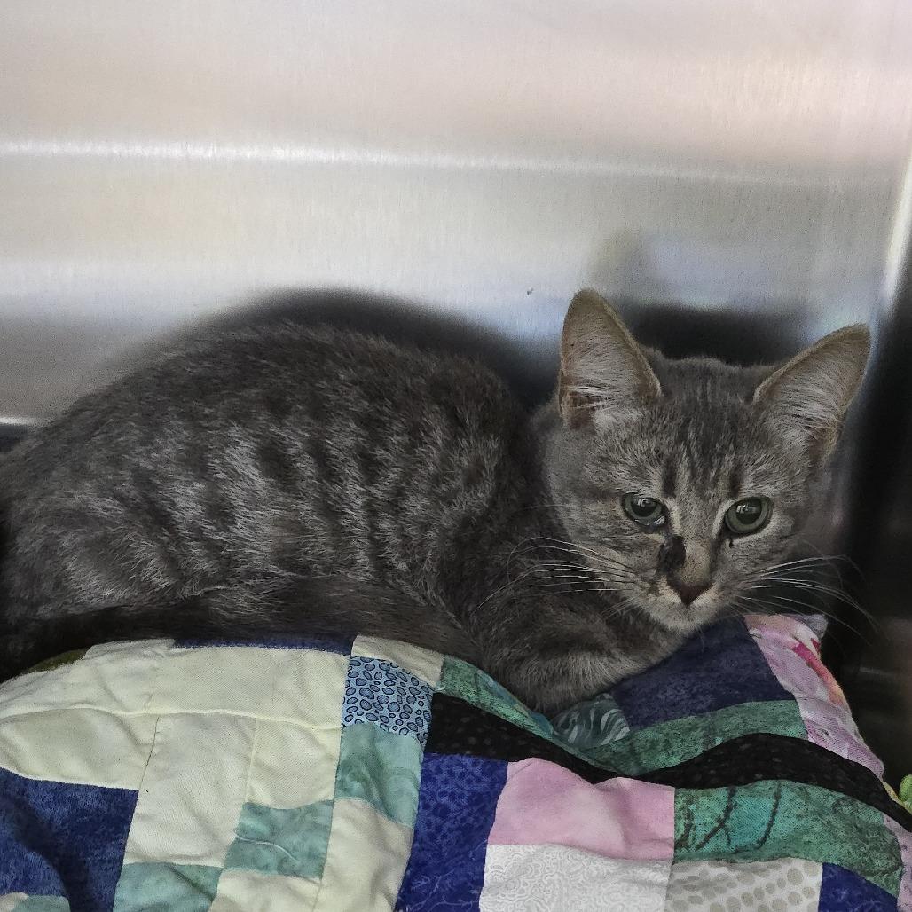 Jiggles 25-1633, Adoptable, Young Female Domestic Short Hair.