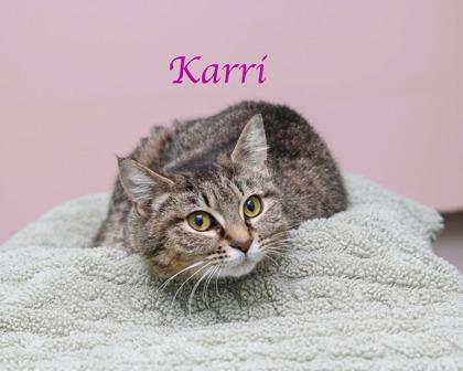 Karri, Adoptable, Adult Female Domestic Short Hair & Domestic Short Hair.