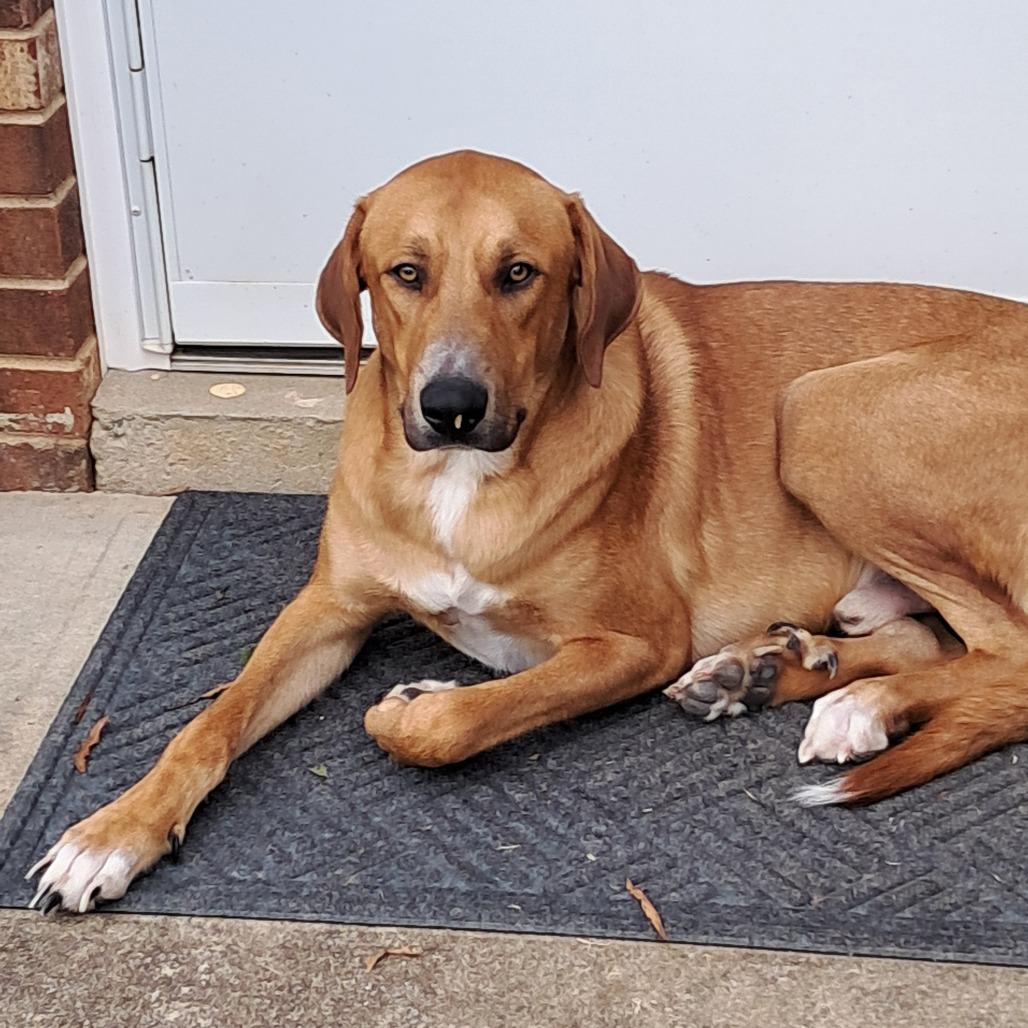 Eggbert, Adoptable, Adult Male Hound & Great Pyrenees.