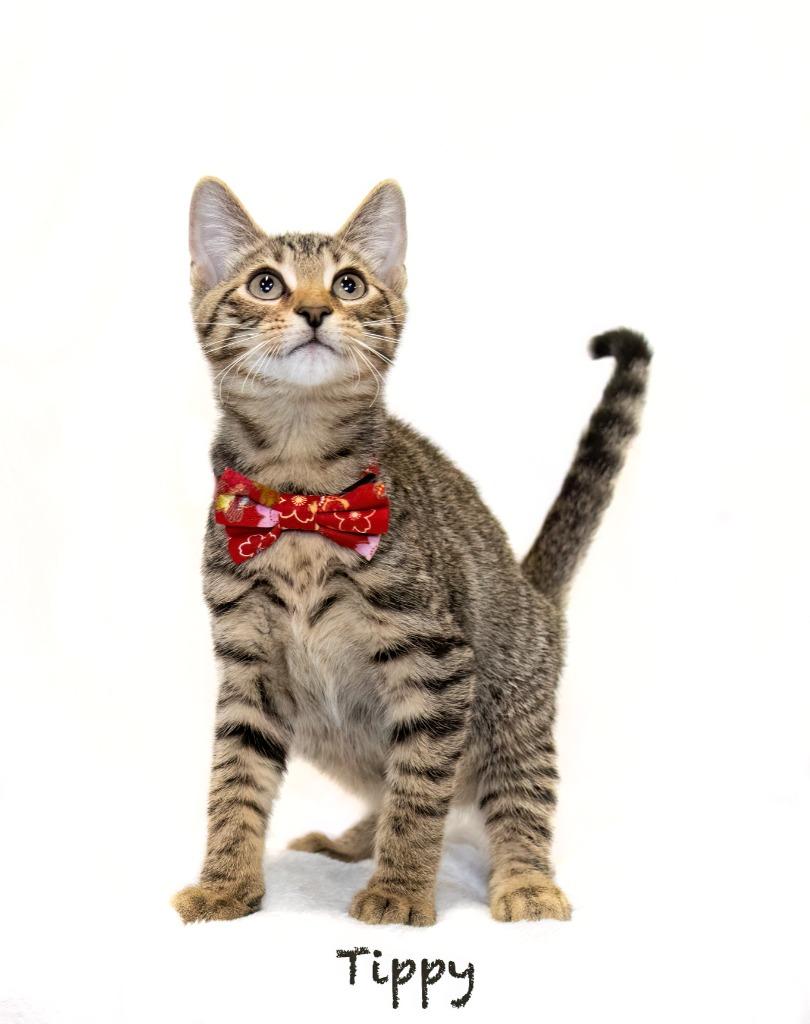 Tippy, a Adoptable mixed breed in Hot Springs Village, AR image 1/2