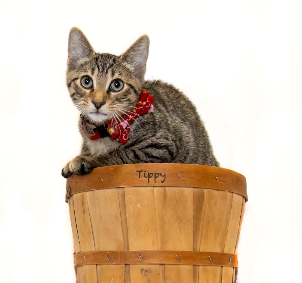 Tippy, a Adoptable mixed breed in Hot Springs Village, AR image 2/2