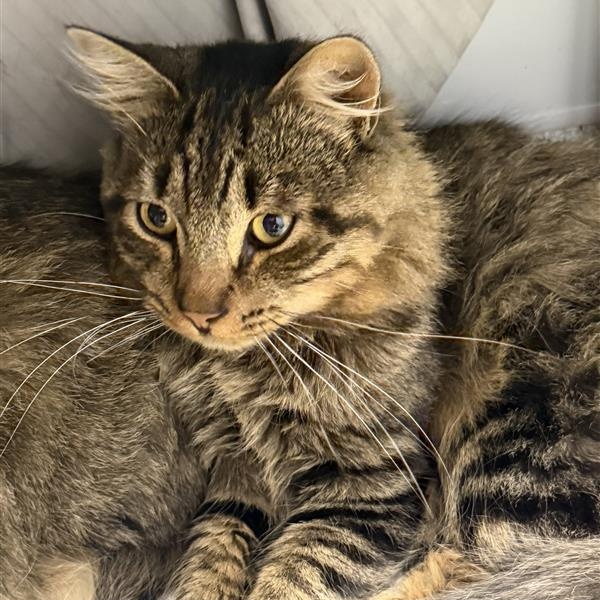 Jace, Adoptable, Young Male Domestic Long Hair.