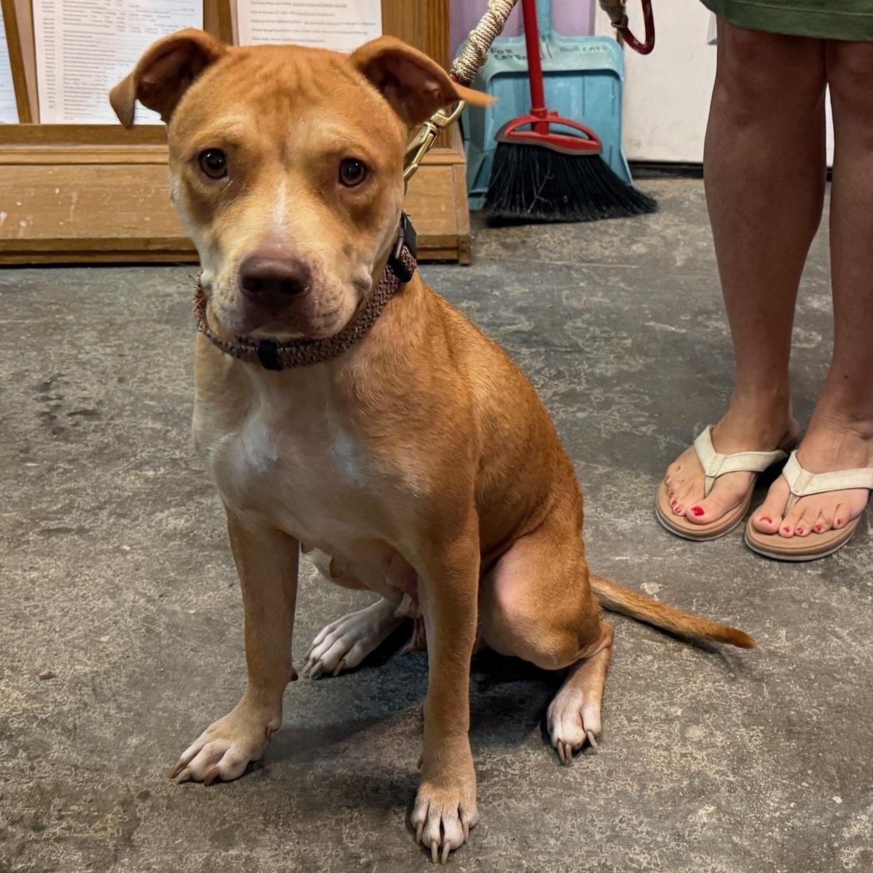 ~ Courtesy ~ Ginger, a Adoptable Terrier in Mobile, AL image 1/3