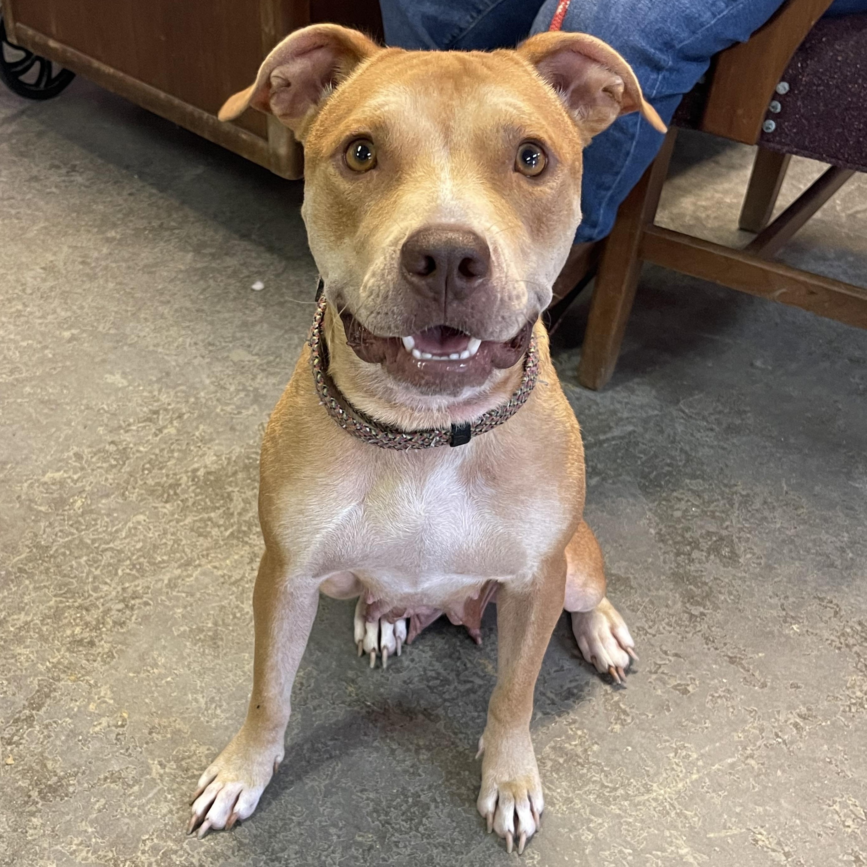 ~ Courtesy ~ Ginger, a Adoptable Terrier in Mobile, AL image 2/3