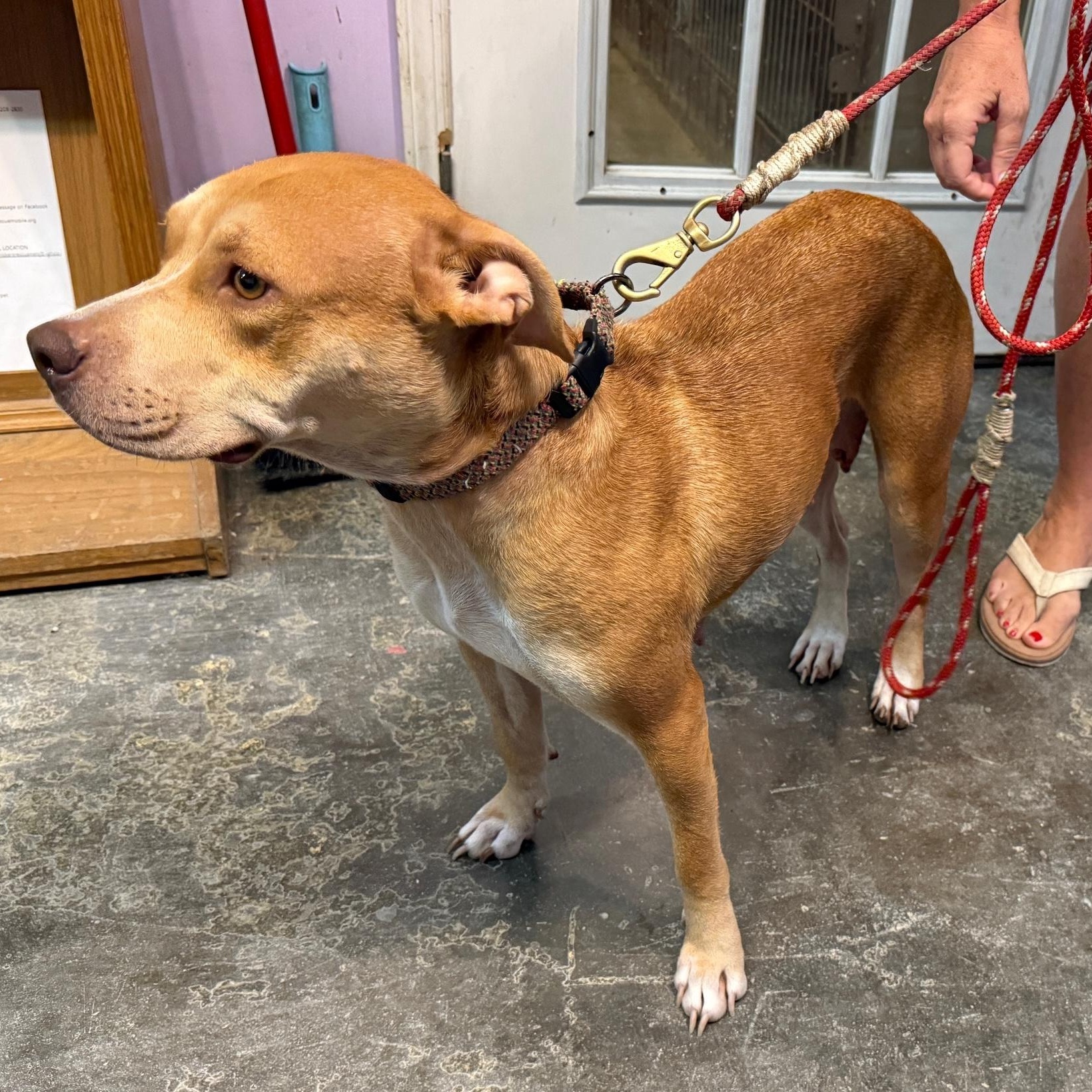 ~ Courtesy ~ Ginger, a Adoptable Terrier in Mobile, AL image 3/3