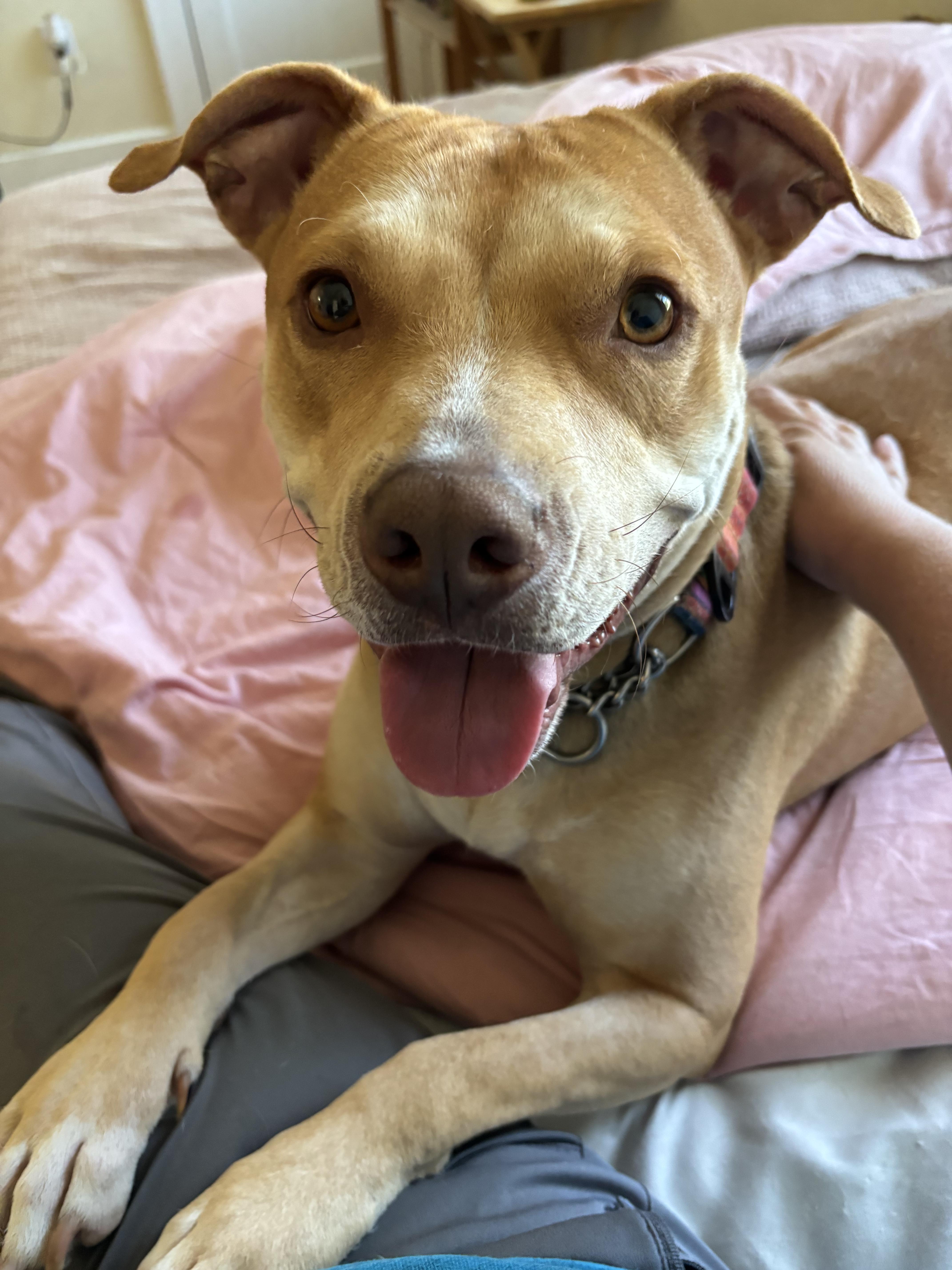 Enlarge ~ Courtesy ~ Ginger, a Adoptable Terrier in Mobile, AL image 1/4