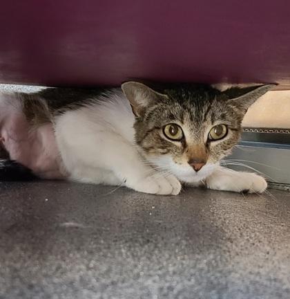 Billie, Adoptable, Adult Female Domestic Short Hair.