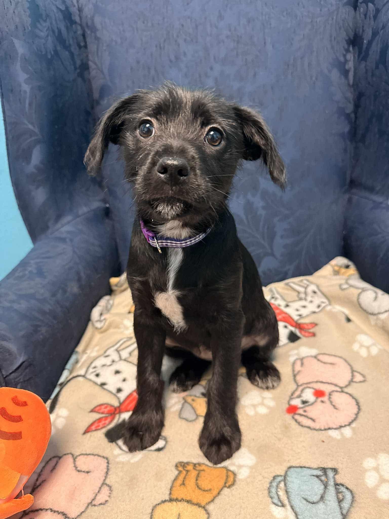 Violet, Adoptable, Puppy Female Wirehaired Terrier.
