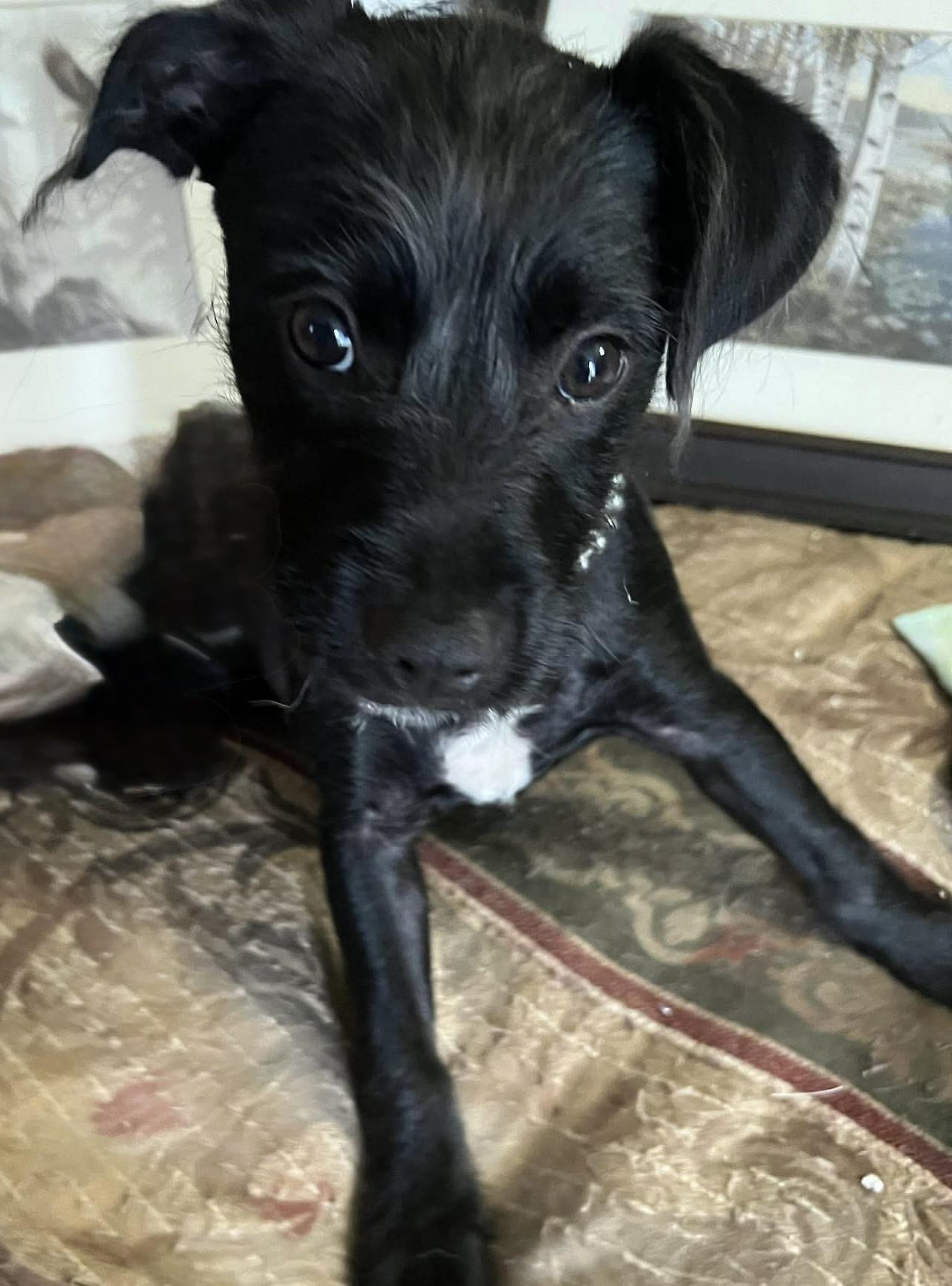 Enlarge Violet, an adopted mixed breed in Walker, LA image 2/4