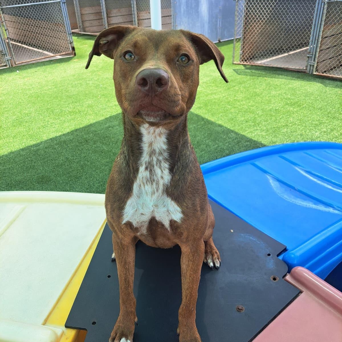 Enlarge Jason Statham, a Adoptable mixed breed in Benton Harbor , MI image 1/6