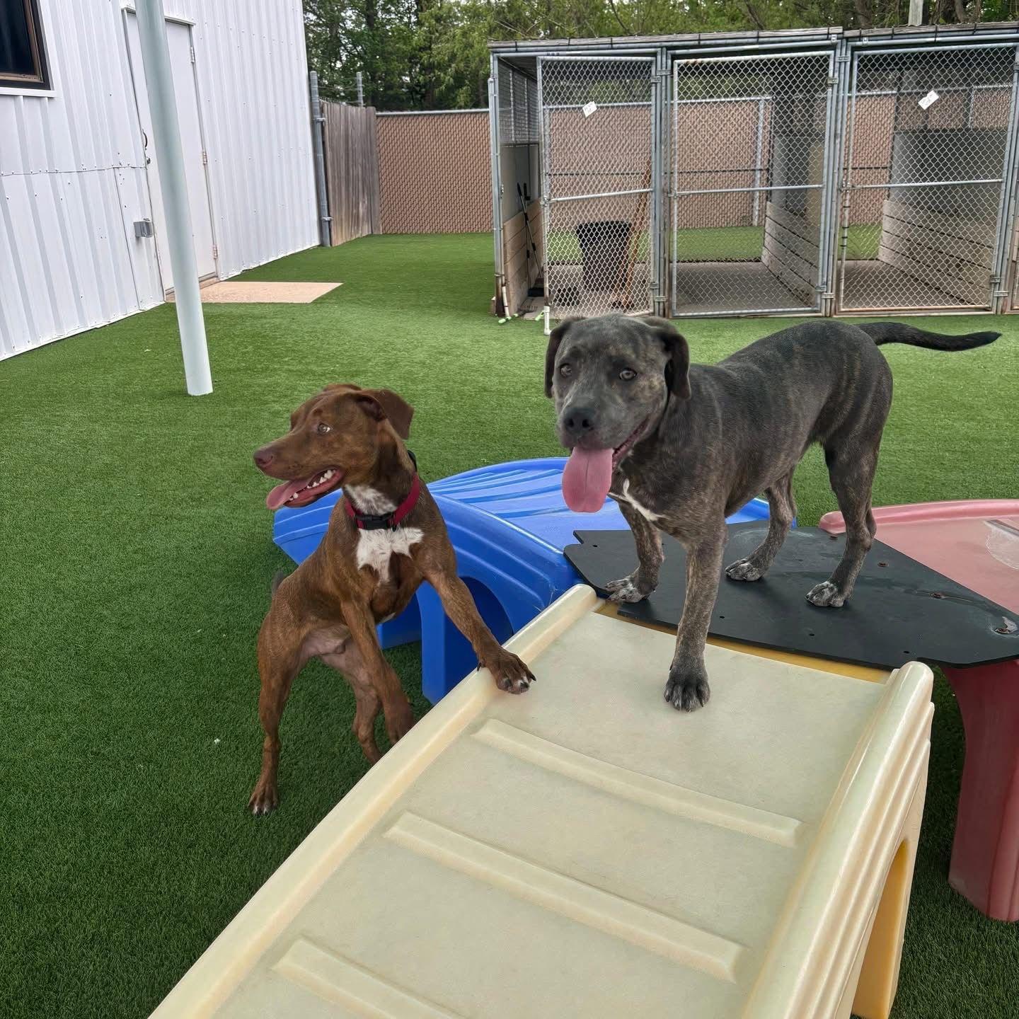 Enlarge Jason Statham, a Adoptable mixed breed in Benton Harbor , MI image 3/6
