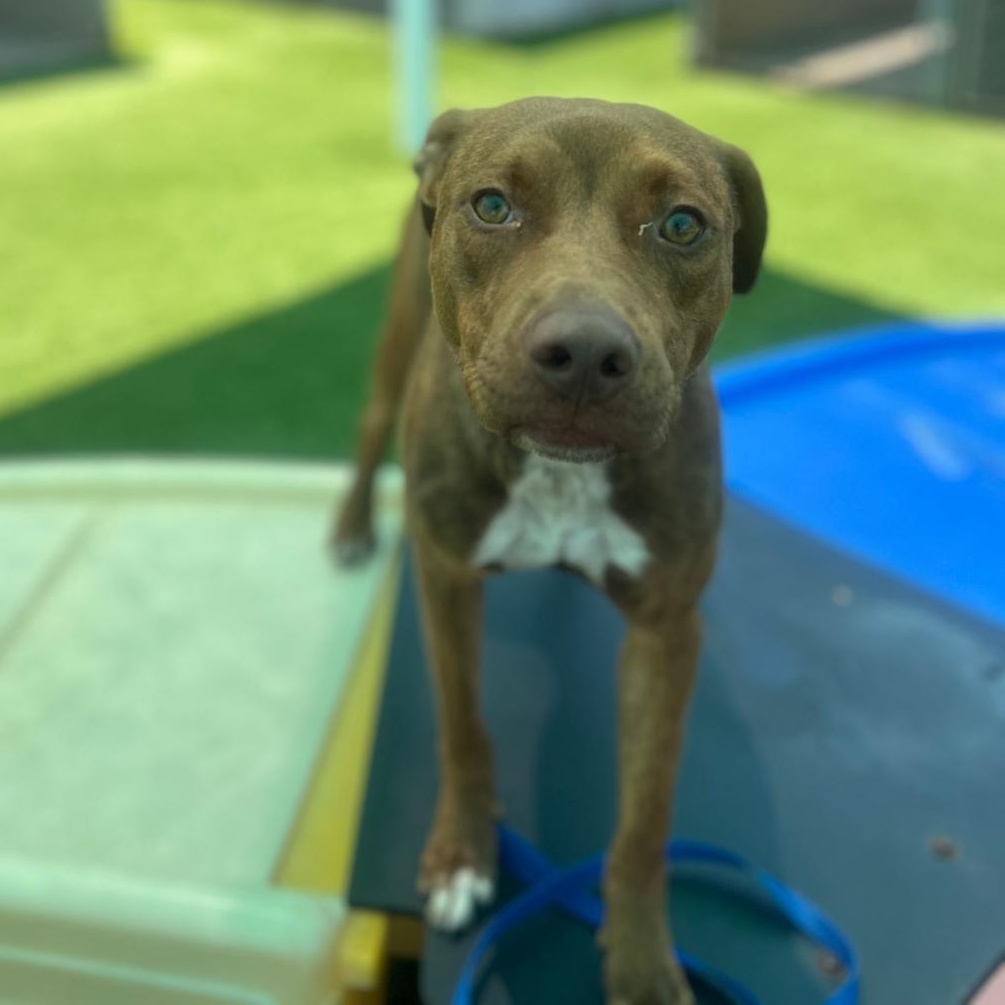 Enlarge Jason Statham, a Adoptable mixed breed in Benton Harbor , MI image 5/6