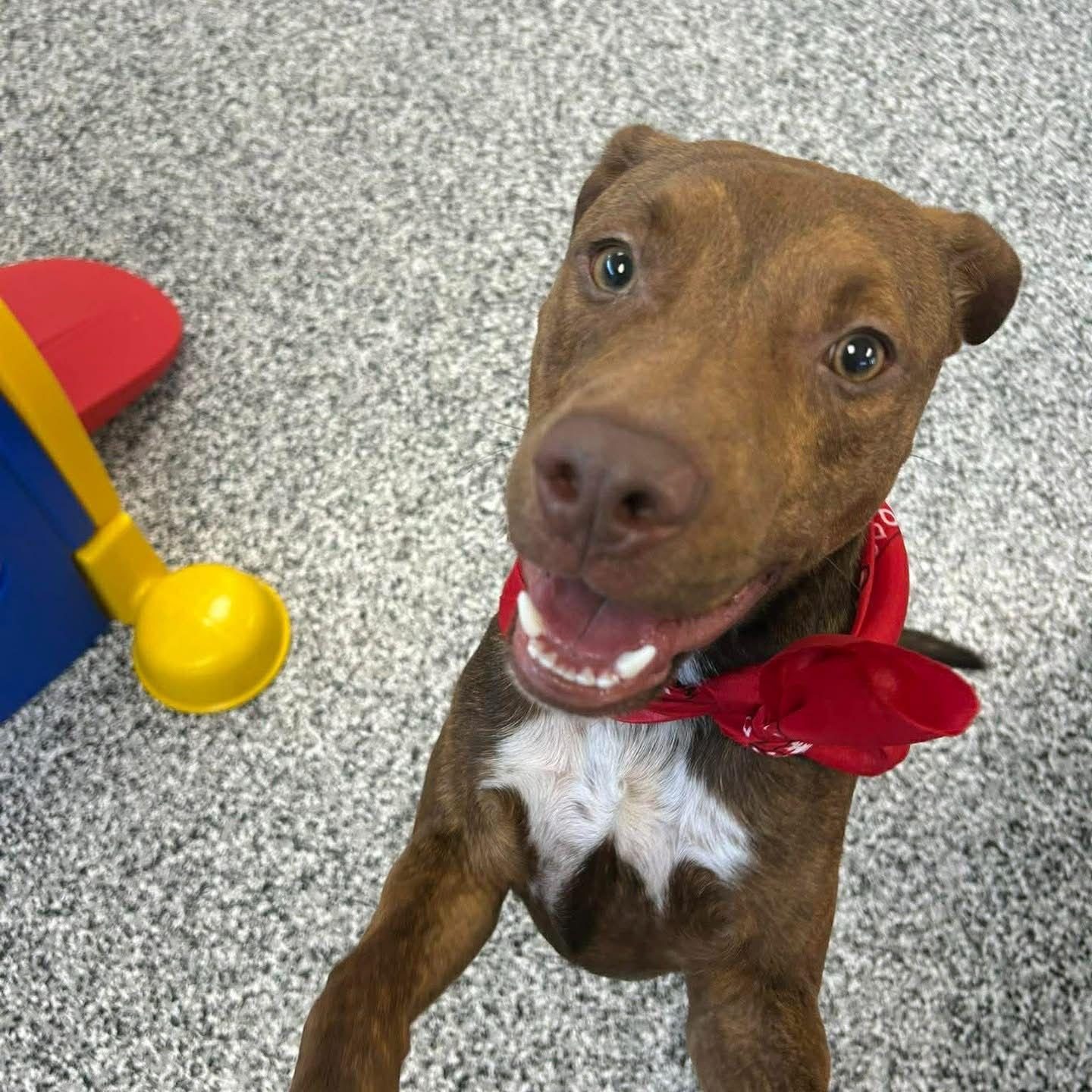 Enlarge Jason Statham, a Adoptable mixed breed in Benton Harbor , MI image 2/6