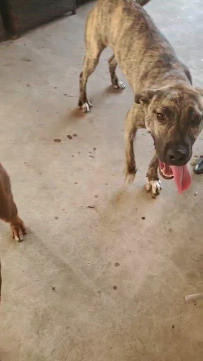 Enlarge Jason Statham, a Adoptable mixed breed in Benton Harbor , MI video 6/6