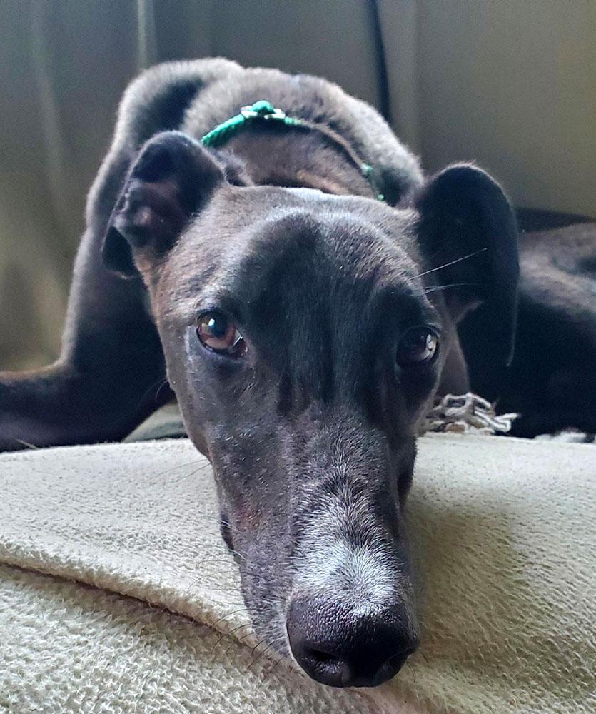 Enlarge Legacy, an adopted Greyhound in Ware, MA image 3/5